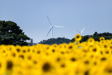 風力発電の風車とひまわり畑　千葉県銚子市　日本