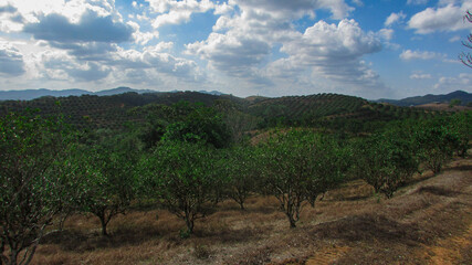 Fototapeta premium orange trees in the summer
