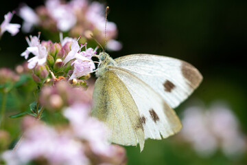 Kohlweißling nascht an einer Blüte