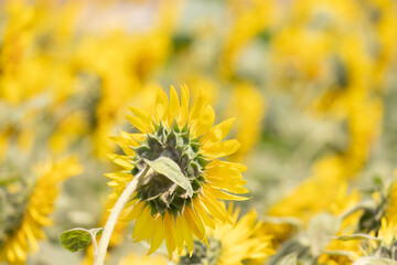 満開のひまわり畑　千葉県銚子市　日本