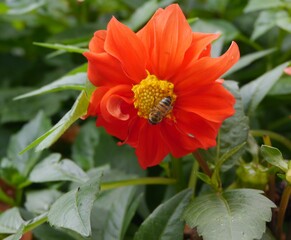 Bee on orange dahlia