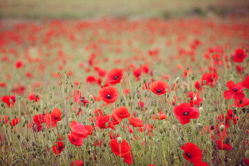 Common poppies flowering in a hay meadow in Guildford, Surrey, UK
