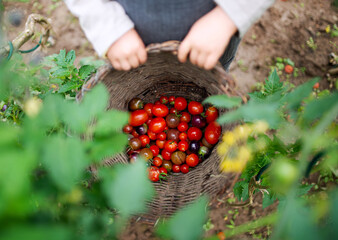 Unrecognizable child with cherry tomatoes outdoors in garden, sustainable lifestyle concept.