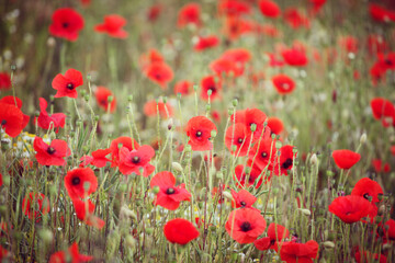 Naklejka premium Common poppies flowering in a hay meadow in Guildford, Surrey, UK