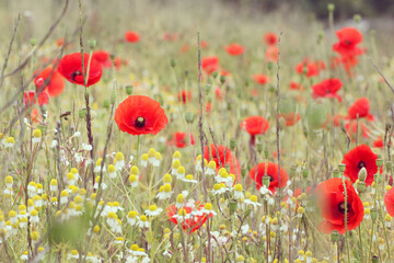 Obraz premium Common poppies flowering in a hay meadow in Guildford, Surrey, UK