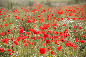 Naklejka premium Common poppies flowering in a hay meadow in Guildford, Surrey, UK