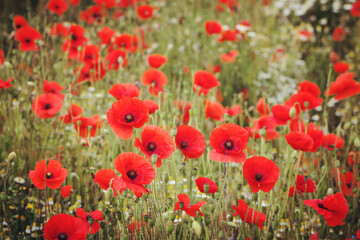 Common poppies flowering in a hay meadow in Guildford, Surrey, UK