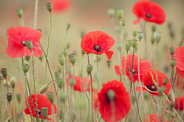 Obraz premium Common poppies and seed heads after flowering in a hay meadow in Guildford, Surrey, UK