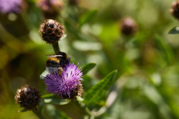 Unidentified flowers in full bloom in an amateur moorland garden at 900ft in North Yorkshire