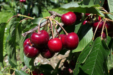 A bunch of juicy, wild and dark cherries hanging from the tree