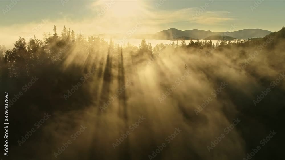 Poster magnificent rays of the rising sun make their way through the clouds and tree branches. flying throu