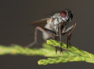 fly on a leaf in the garden