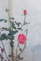 Fototapeta premium Garden red rose flower on background of green grass. flowers. Amazing red rose. Soft selective focus.