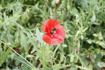 bee pollinating red poppy in a field