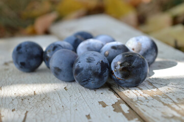 Plums on naturally aged white planks. August. Gifts of summer