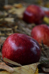 Fototapeta na wymiar Ripe apples on a background of dry autumn grass and fallen leaves