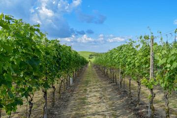 Fototapeta na wymiar Rows of vineyards in spring in Piedmont (Italy)
