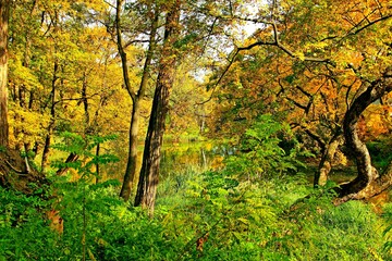 park, przyroda, drzewa, rośkinność , natura, strumyk, panorama, las, drzewostan,  © woodyd