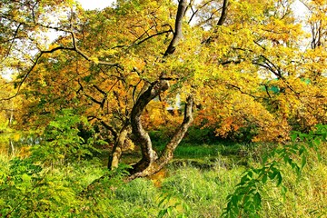 park, przyroda, drzewa, rośkinność , natura, strumyk, panorama, las, drzewostan,  © woodyd