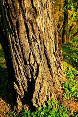 park, przyroda, drzewa, rośkinność , natura, strumyk, panorama, las, drzewostan,  © woodyd