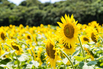 満開のひまわり畑　千葉県銚子市　日本