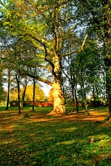 park, przyroda, drzewa, rośkinność , natura, strumyk, panorama, las, drzewostan, 