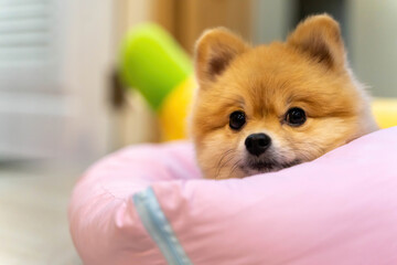 Obraz premium small dog breed or pomeranian with light brown hair lying down on pink pillow with home background and it emotion is feeling sad and lonely