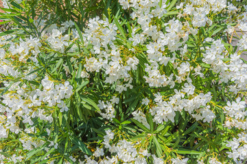 View of a white oleander plant