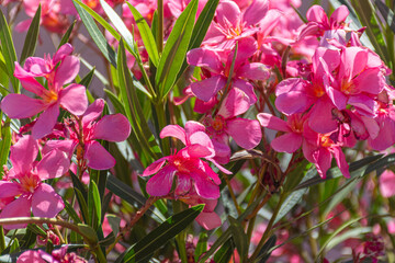 View of a pink oleander plant