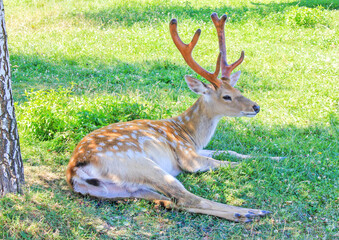 Naklejka na ściany i meble A sika deer lying on the green grass. The sika deer, Cervus nippon, also known as the spotted deer or the Japanese deer. 