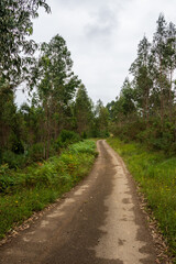 Fototapeta na wymiar View of a forest path between eucalyptus trees, a cloudy summer morning, in Cantabria, Spain, in vertical