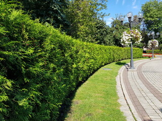 Fototapeta na wymiar alley in the park. Green hedge in a landscape park. The season is summer. Green park area