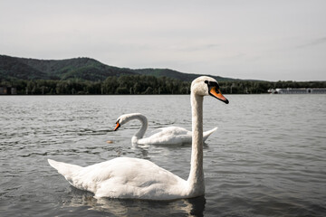 Fototapeta premium Schwan im Wasser