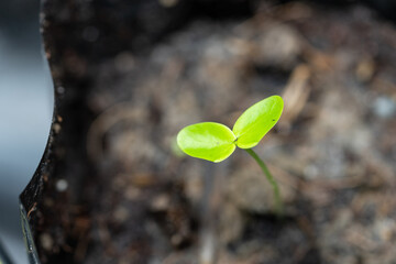 A seedling of Dalbergia cochinchinensis (Thailand rosewood)