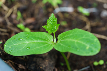 The leaves of the Luffa acutangula tree sapling