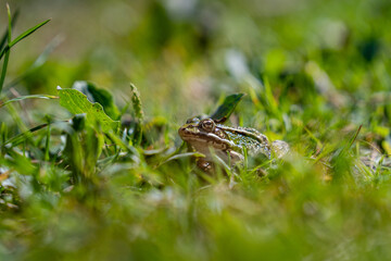 Fototapeta premium Frosch im Gras Close Up