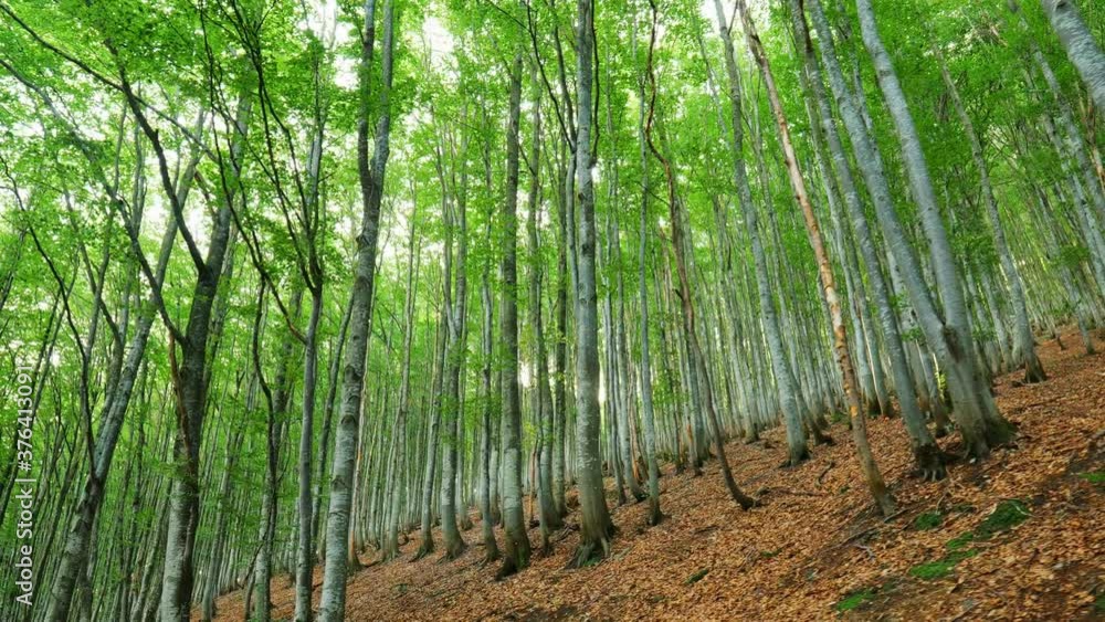 Aufkleber setting sun breaks through the beech trunks. spring mountain forest, trees growing on hills. relaxin