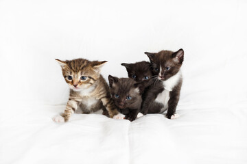 Cute kittens sitting on white sheet background.