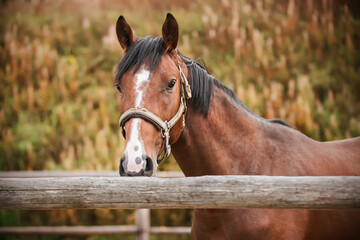 A beautiful Bay horse with a white spot on its forehead and a halter on its muzzle stands in a paddock behind a wooden fence on an autumn day. Farming.