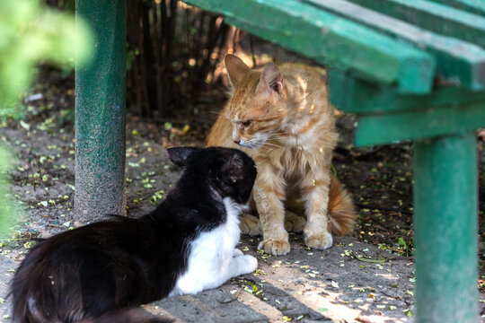 Group homeless cats under the wooden bench aggressively behave during the spring period of the cat's gong during mating. Stray cats homeless - dangerous pets on the streets of the city