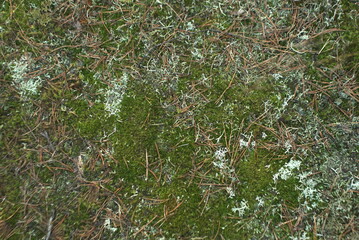 forest soil with moss background