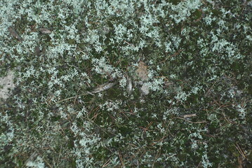 forest soil with moss background