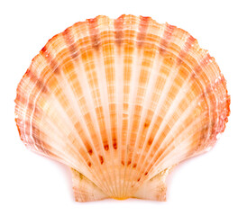 sea shell an isolated on white background.clipping path