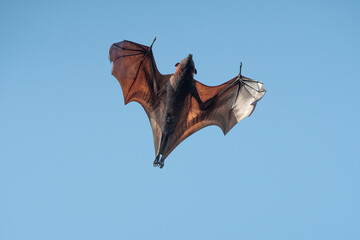 Bat flying on blue sky background ( Lyle's flying fox)