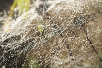 wet cobweb beautiful background close up