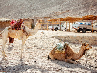 Camel ride at desert safari in Egypt. Camels Resting in The Thar Desert