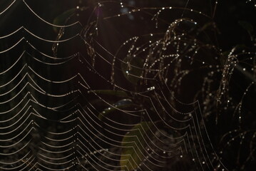 wet cobweb on a dark background