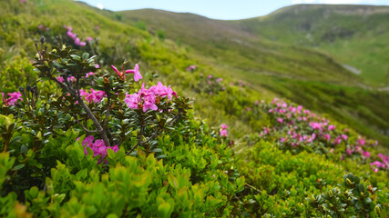 Pink Rhododendron flowers in Carpathian Mountains during springtime