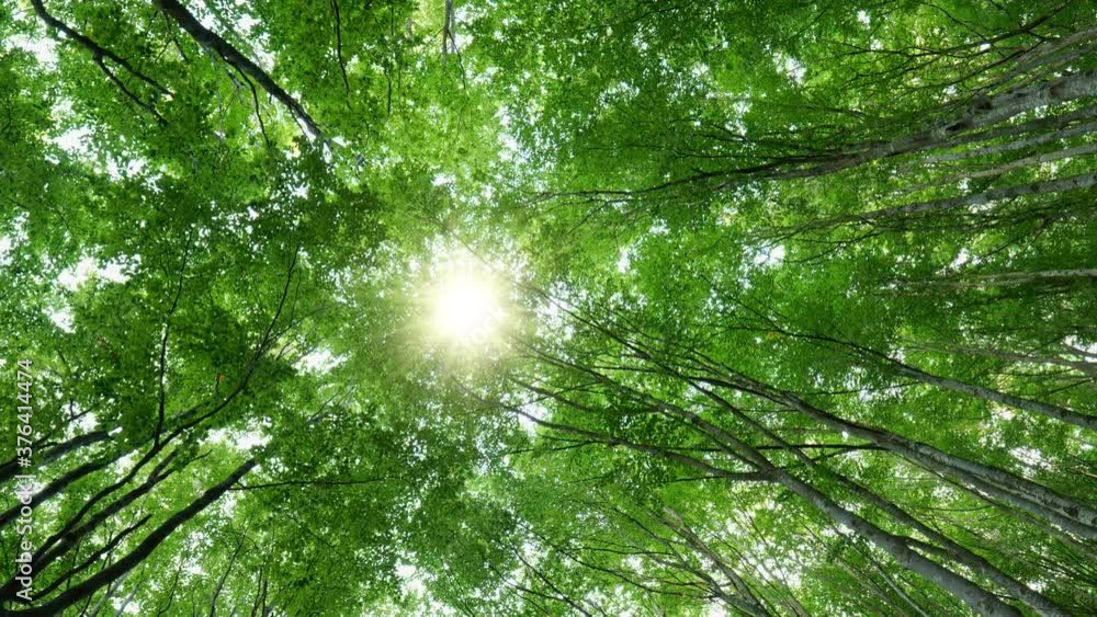 Aufkleber Bottom up view of lush green foliage of trees with afternoon sun. Sun breaks through the branches of the trees. Walking through the beech forest with large green trees. Summer background. High quality