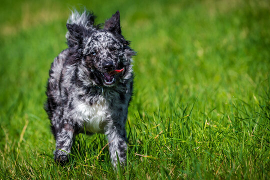 mudi dog in the grass active